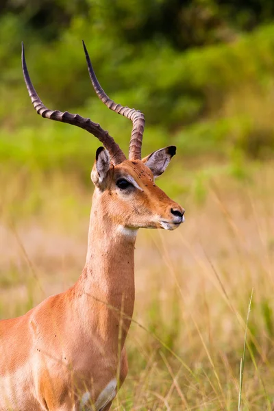 Wild African Impala — Stock Photo, Image