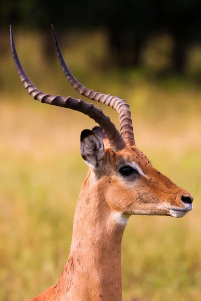 Impala macho africano salvaje — Foto de Stock