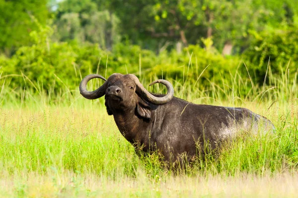 Buffle sauvage africain — Photo