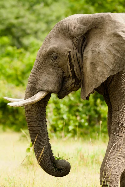 Éléphant d'Afrique sauvage — Photo