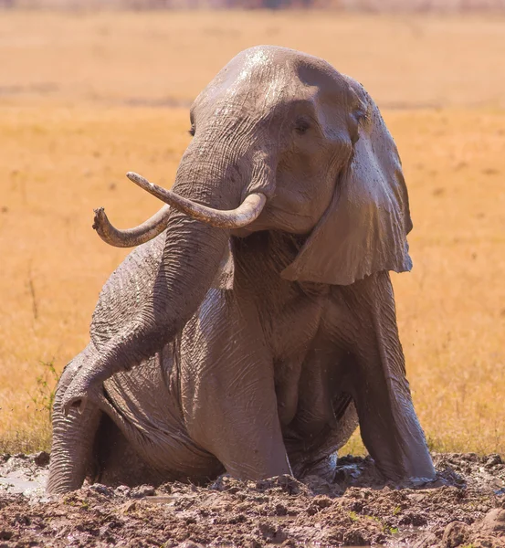 Elefante em uma piscina de lama — Fotografia de Stock