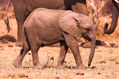 Vahşi Afrika bebek fil