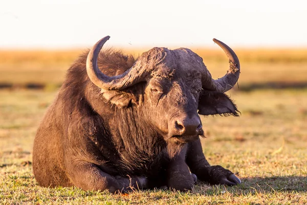 Capo africano selvatico Buffalo — Foto Stock