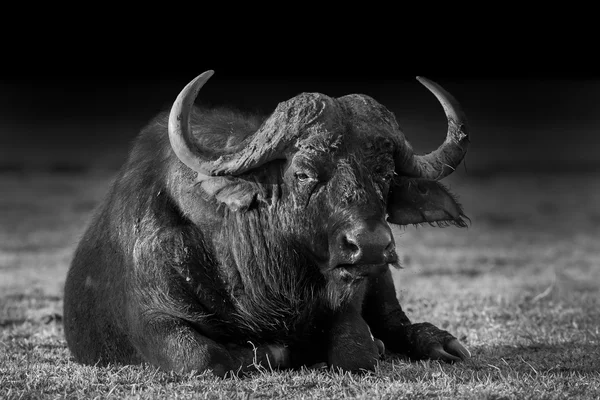 Búfalo africano em preto e branco — Fotografia de Stock