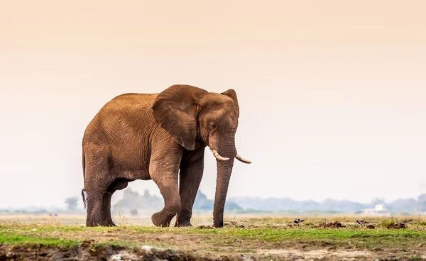 Divoký slon africký — Stock fotografie