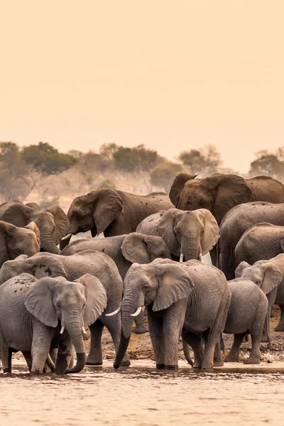 Herd van Afrikaanse olifanten — Stockfoto