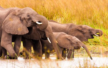 İçme fil sürüleri