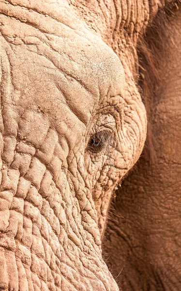 Wild African Elephant — Stock Photo, Image