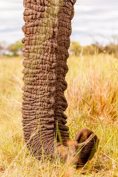 Close up of an Elephants trunk — Stock Photo, Image