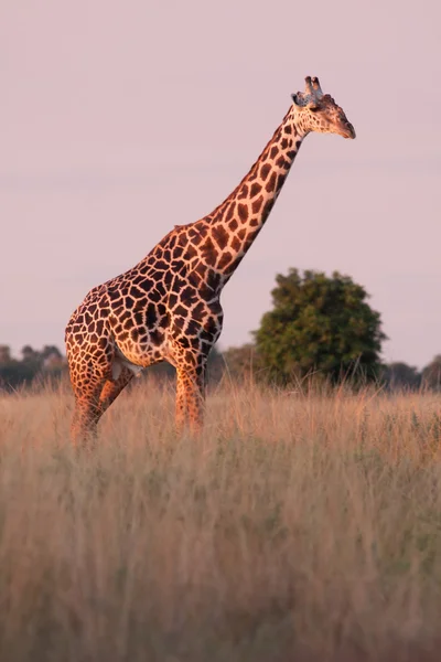 Girafa africana selvagem — Fotografia de Stock