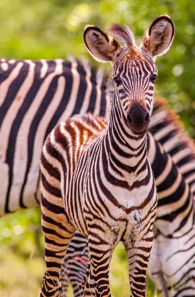 Bambino africano selvaggio Zebra — Foto Stock
