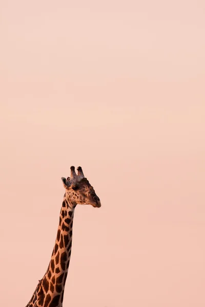 Wild African giraffe — Stock Photo, Image