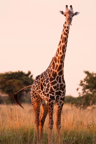 Divoká Africká žirafa — Stock fotografie