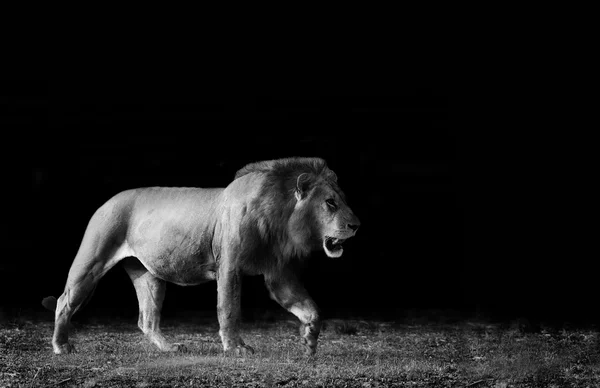 Löwe in schwarz-weiß — Stockfoto