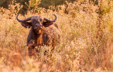 Vahşi Afrika Cape Buffalo