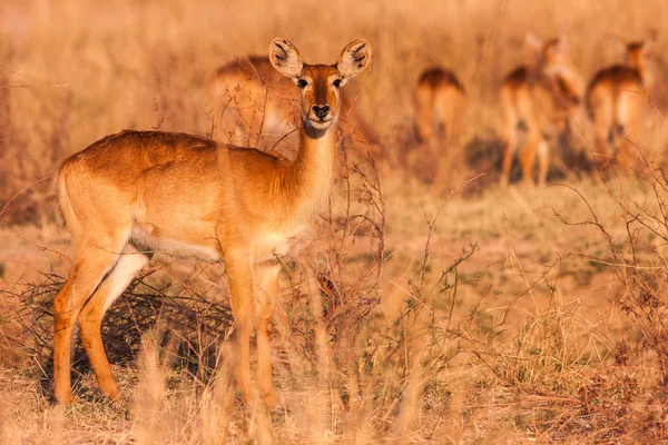 Wild Puku Antelope — Stock Photo, Image