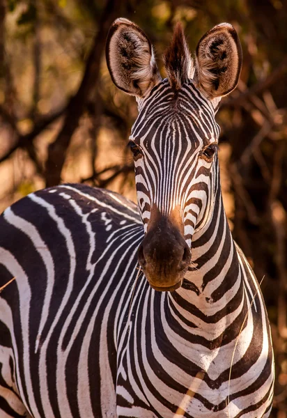 Afrikanisches Zebra — Stockfoto