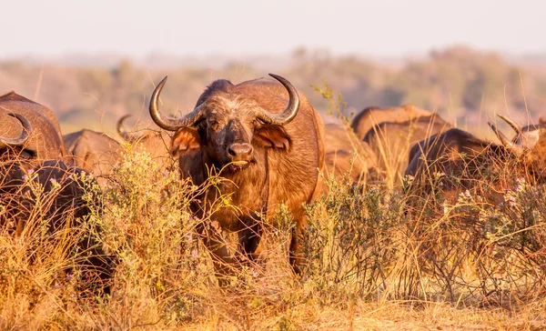 야생 아프리카 케이프 버팔로 — 스톡 사진