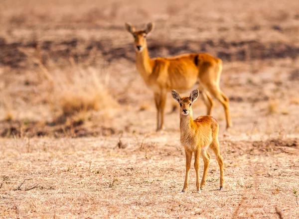 Baby antelope with its mother — Stock Photo, Image