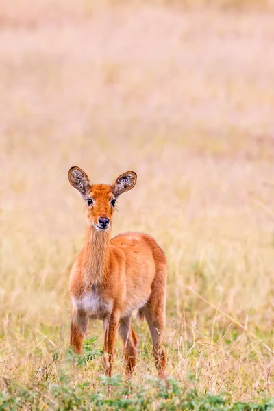 Baby Wild Antelope — Stock Photo, Image