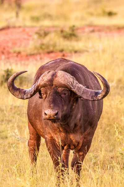 Divoké buvol africký — Stock fotografie