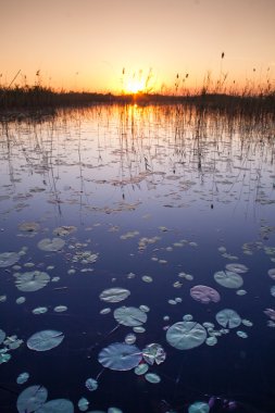 Okavango delta günbatımı