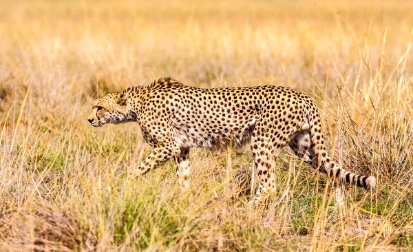 Guepardo salvaje africano — Foto de Stock