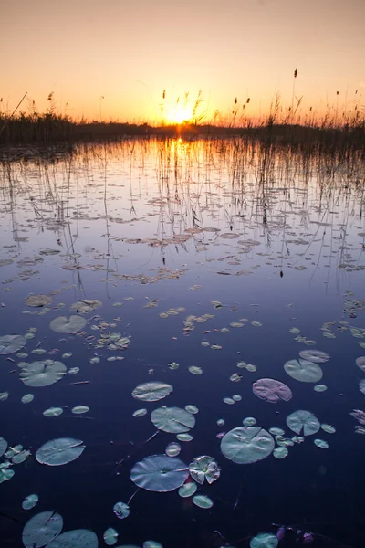 Okavango delta günbatımı