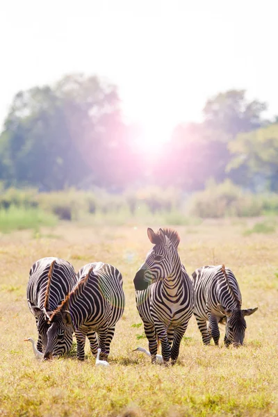 Zebra selvagem ao nascer do sol — Fotografia de Stock
