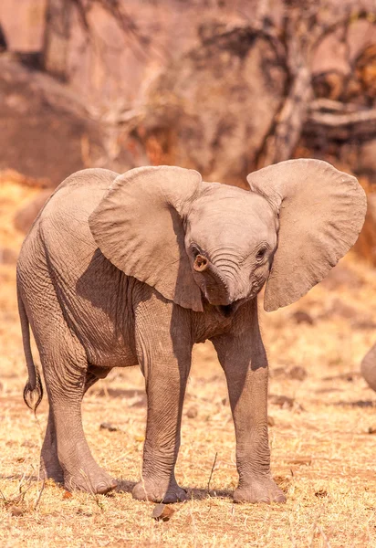 Bebek fil gövde kaldırma — Stok fotoğraf