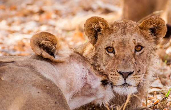 Filhote de leão e mãe — Fotografia de Stock