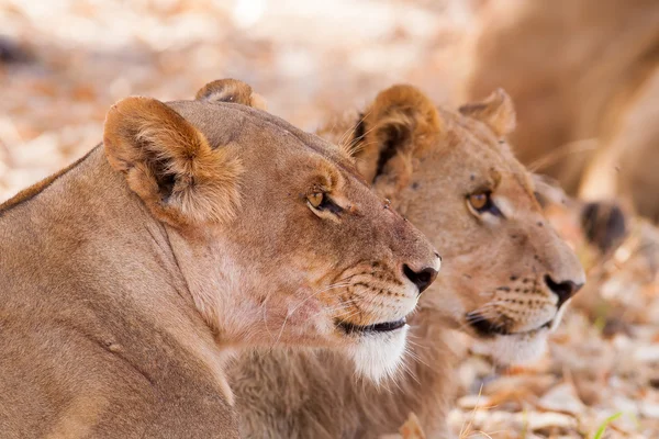 Löwenjunges und Mutter — Stockfoto