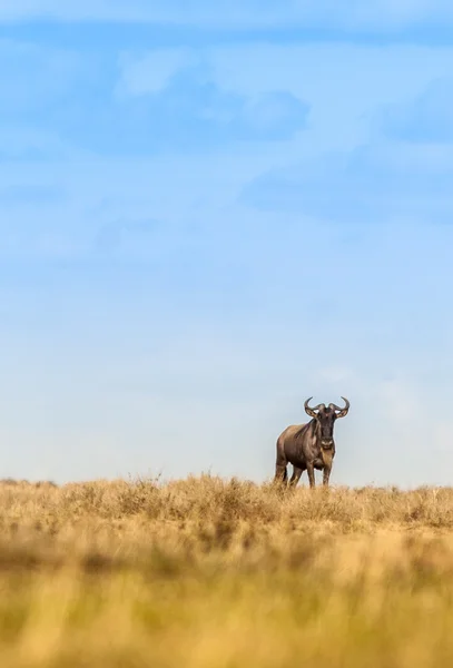 Lone wildebeest in the wild — Stock Photo, Image