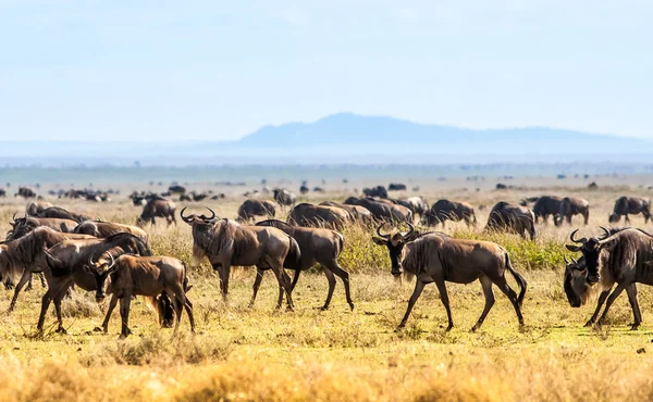 Herd of wildebeast — Stock Photo, Image
