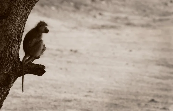 Gul babian sitter i ett träd — Stockfoto