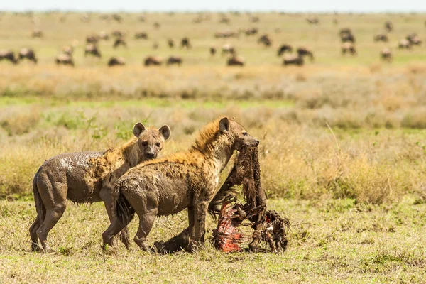 Sırtlanlar bir ölüm ile