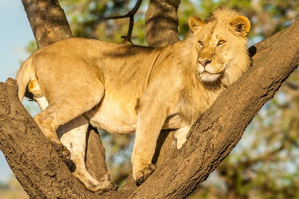 树上攀爬狮子 图库照片