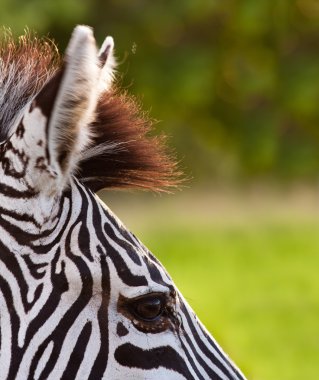 Bir zebraya yaklaş.