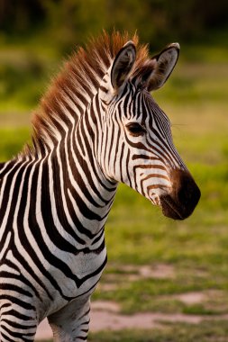 Zebra vahşi doğada