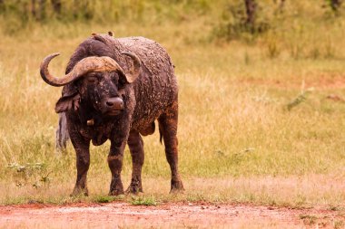 afrika pelerin buffalo