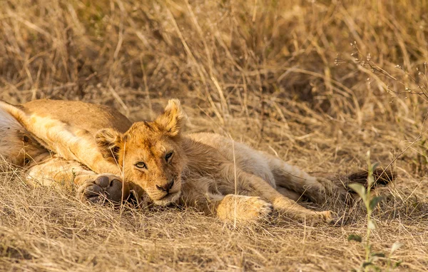 Lion Cub покоится — стоковое фото