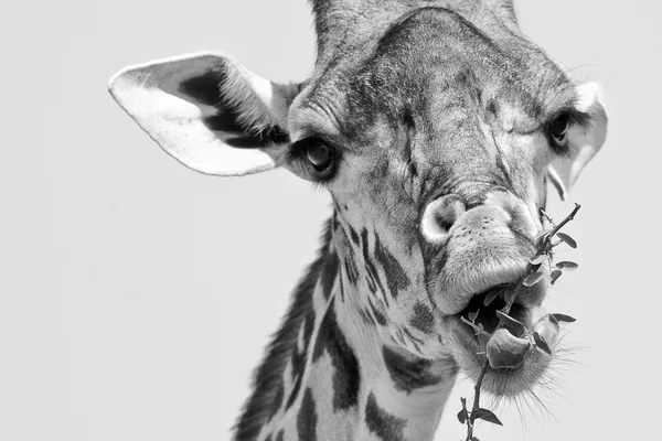 Giraffe in schwarz-weiß — Stockfoto