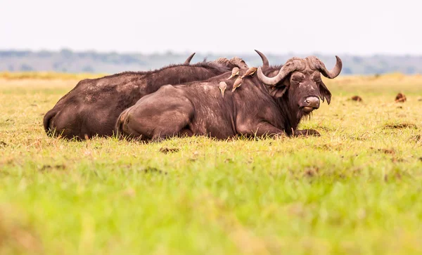 Mantello africano bufalo — Foto Stock