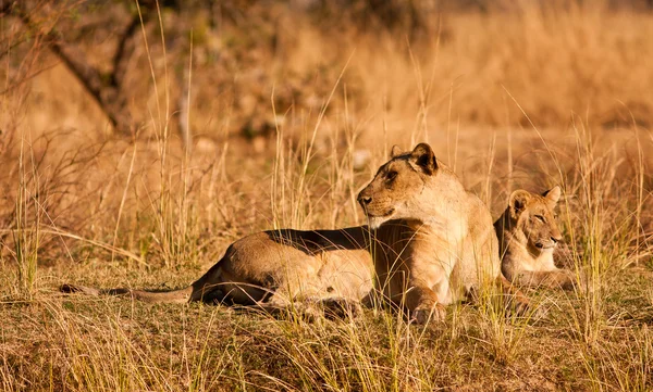 Dişi aslan ve aslan yavrusu