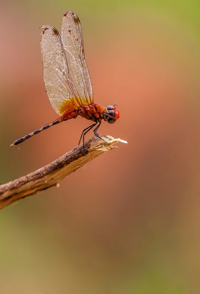 Libelle thront auf einem Ast — Stockfoto