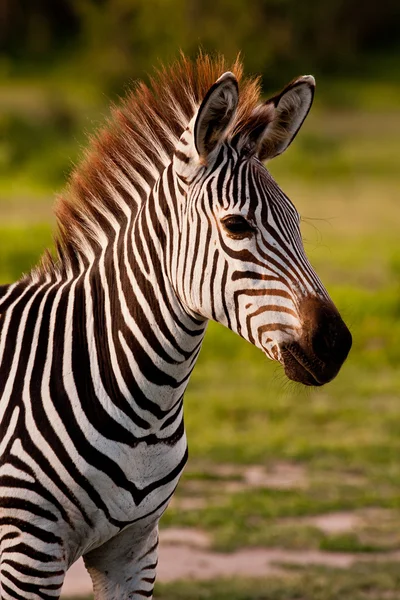 Zebra vahşi doğada — Stok fotoğraf