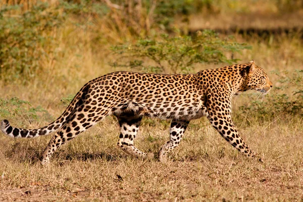 Leopard hunting in the wild — Stock Photo, Image