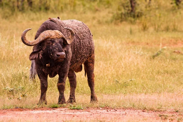 African Cape Buffalo — Stock Photo, Image