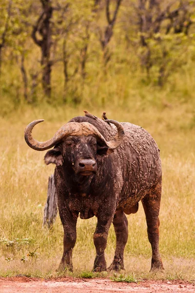 Buvol africký mys — Stock fotografie