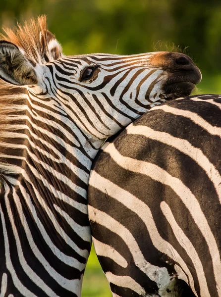 Zebra descansando a cabeça — Fotografia de Stock